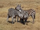 Zebras at Ngorongoro