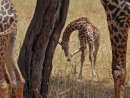 Young giraffe
