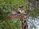 Giraffe portrait