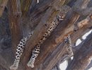Leopard relaxing