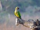 Parakeet