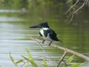 Pied kingfisher