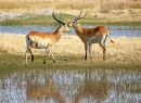 Red Lechwe, Okavango Delta