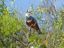 Ringed kingfisher