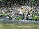 Shakira - female jaguar with prey