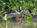 Sunbittern