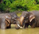 Asian elephants bathing, Alas River, Sumatra