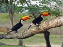 Two toucans
