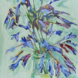 Agapanthus