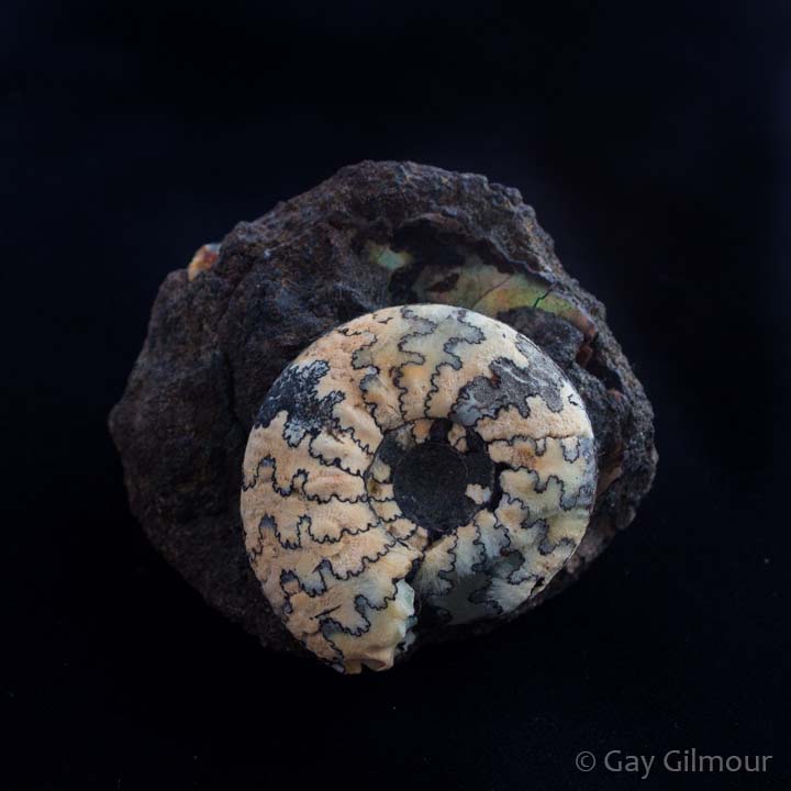 Ammonite