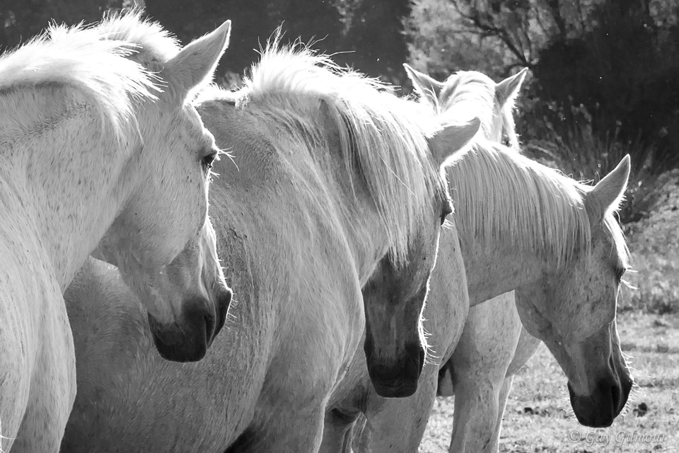 Camargue Horses