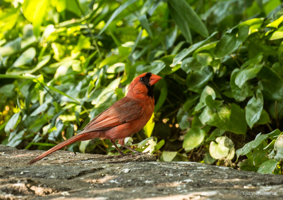 Cardinal