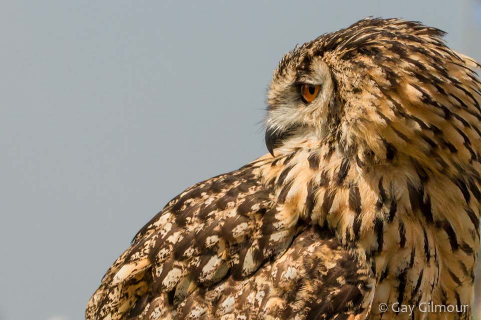 Owl