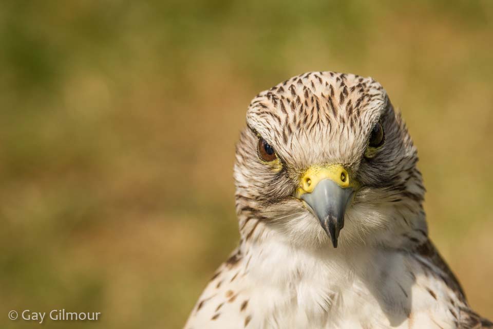 Falcon