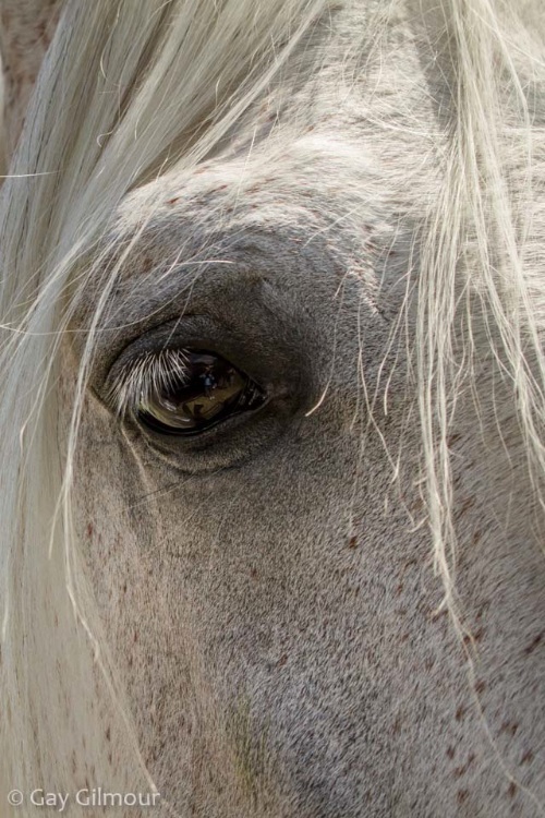 Horse's Eye