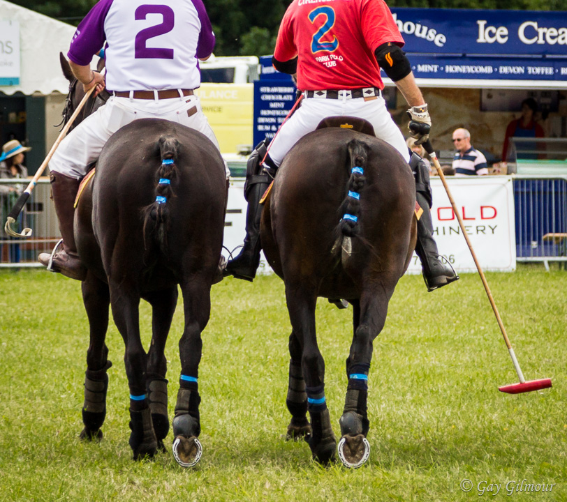 Polo Ponies