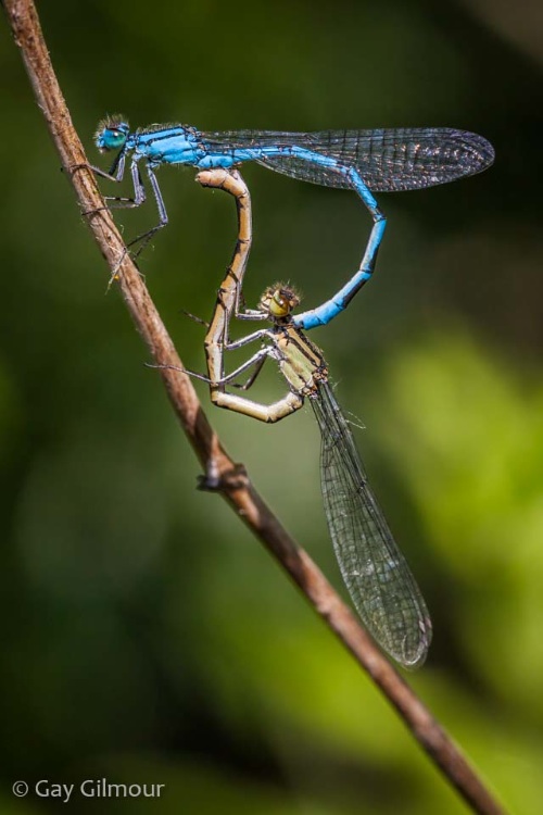 Damsel Flies