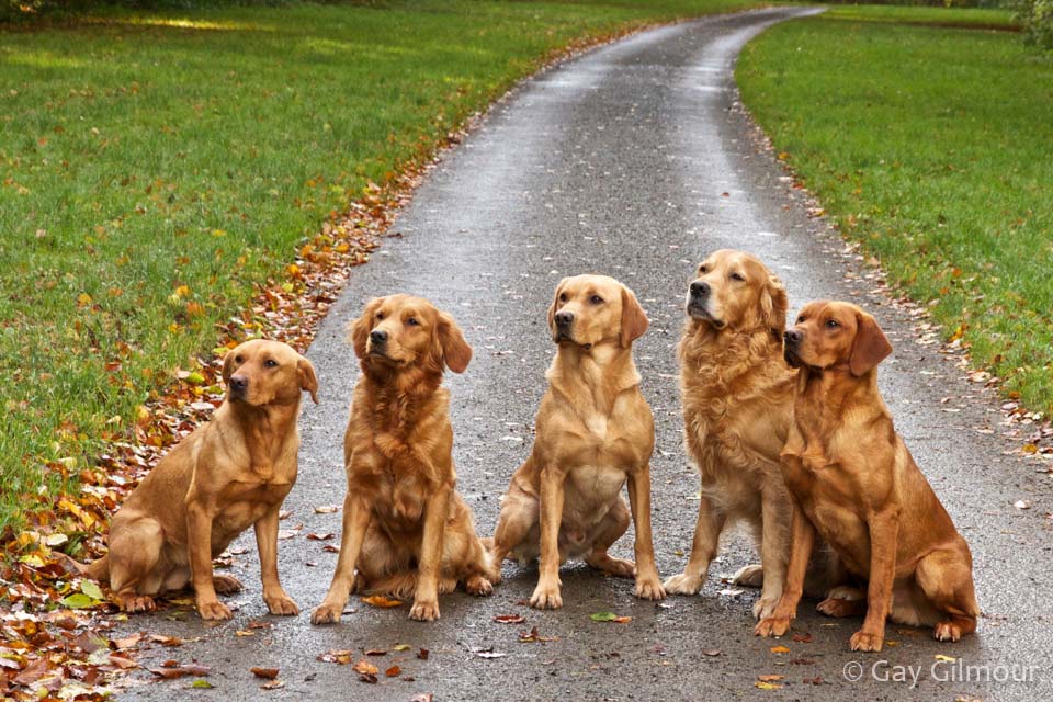 Gun Dogs