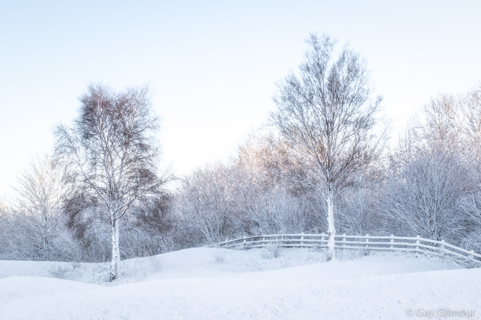 Winter Trees
