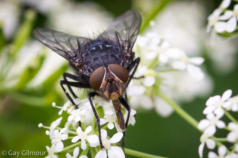 Fly