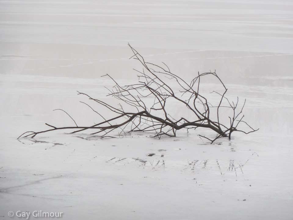 Frozen twig