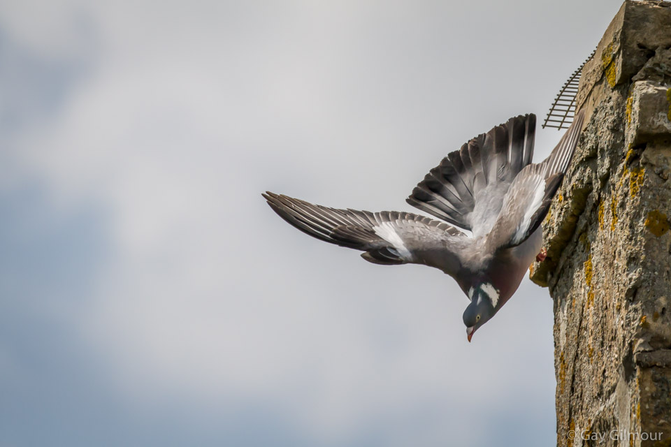 Pigeon Takeoff