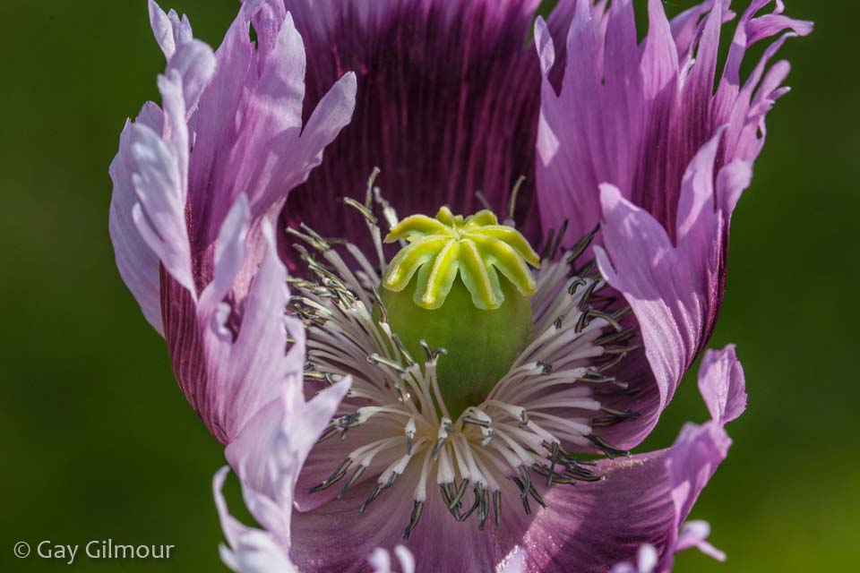 Poppy