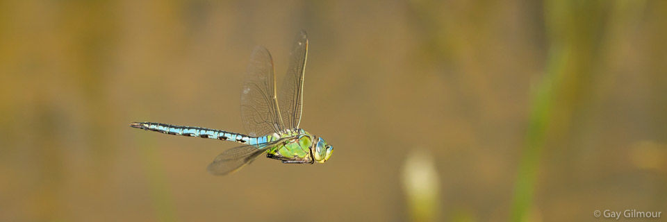 Emperor Dragonfly