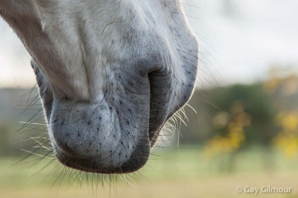 Horse whiskers