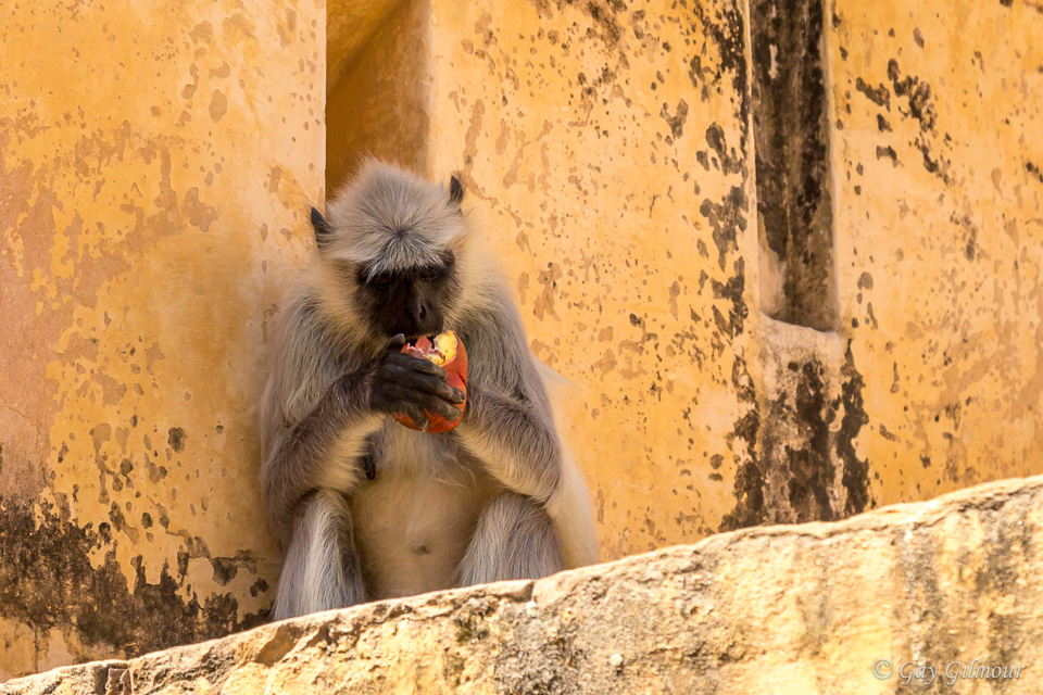 Jaipur Monkey