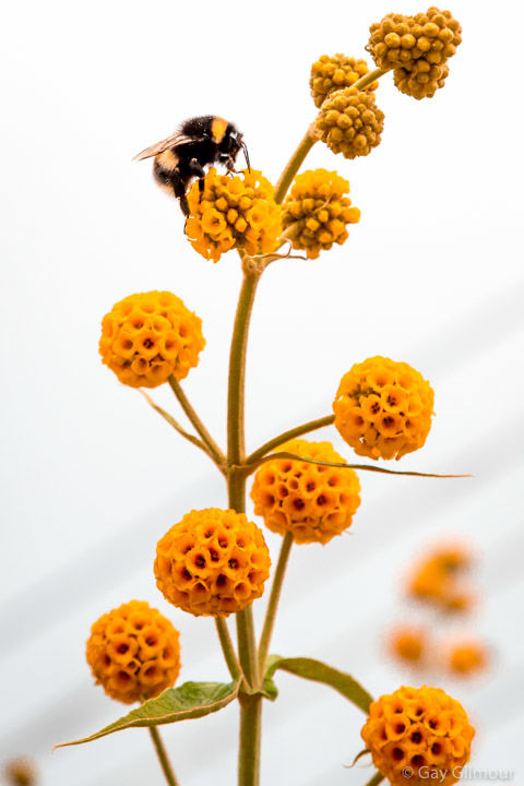Busy Bee