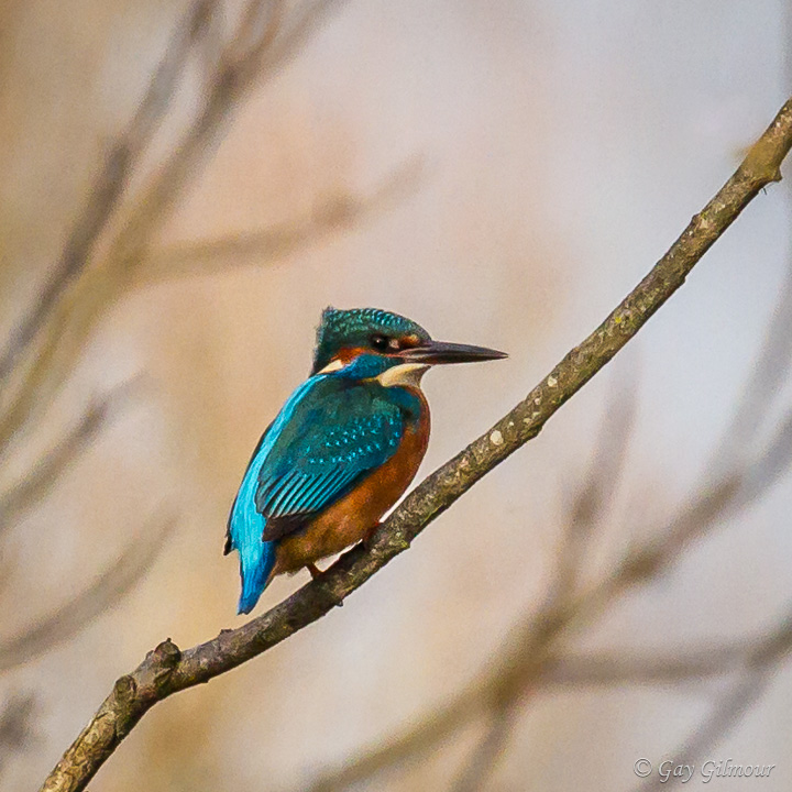 Kingfisher