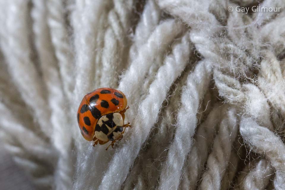 Ladybird