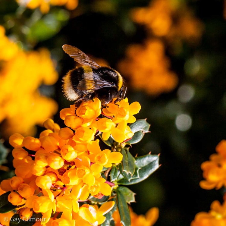 Bee