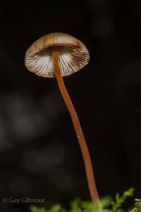 Mushrooms