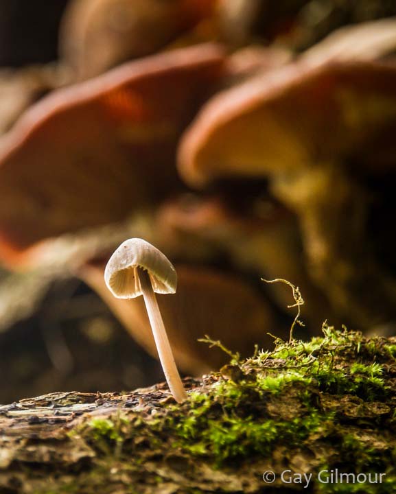 Mushroom