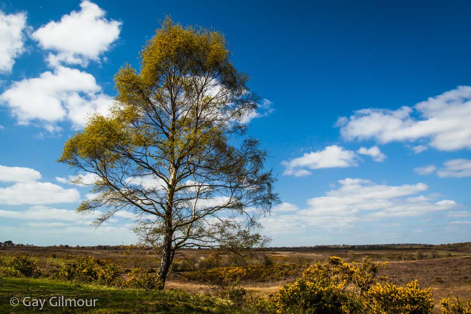 New Forest