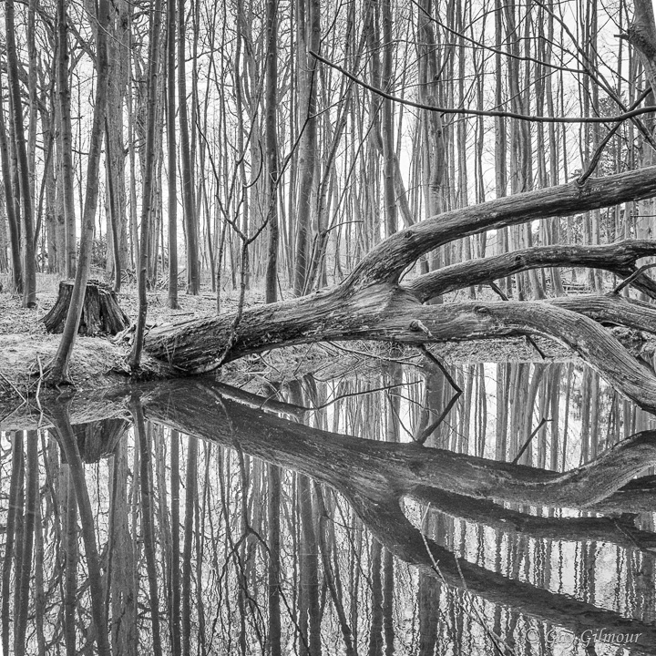 Reflections