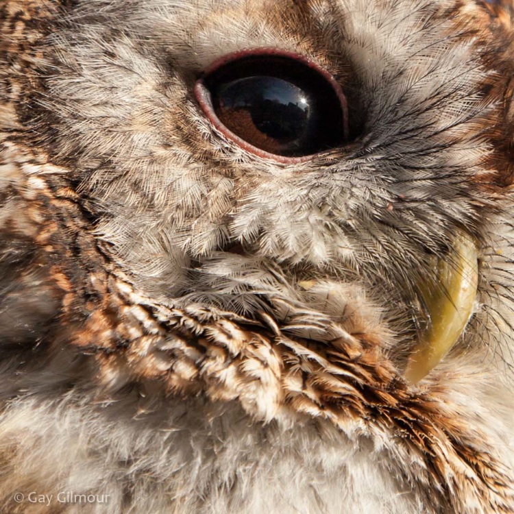 Owl's Eye