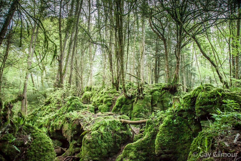 Puzzlewood