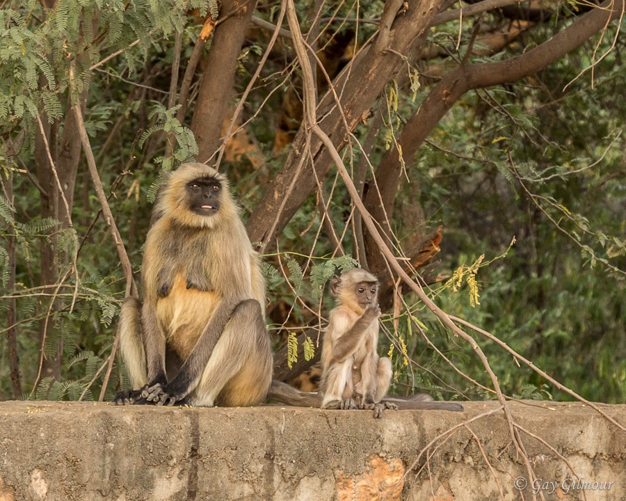 Ranthambore
