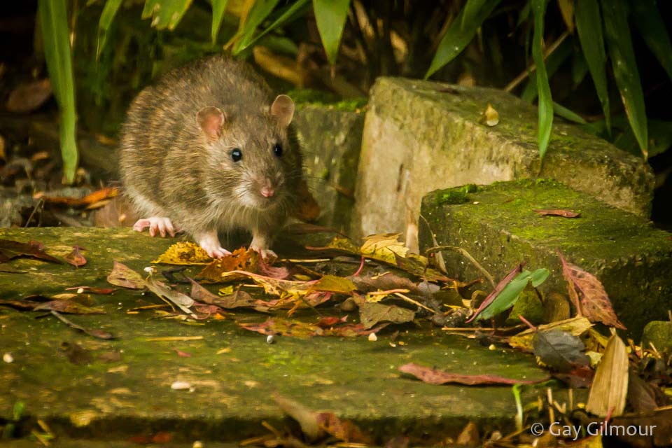 Ratty