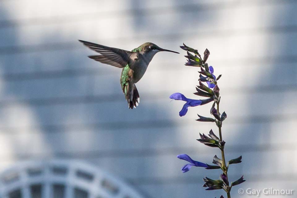 Humming Bird