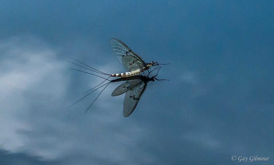 Mayfly