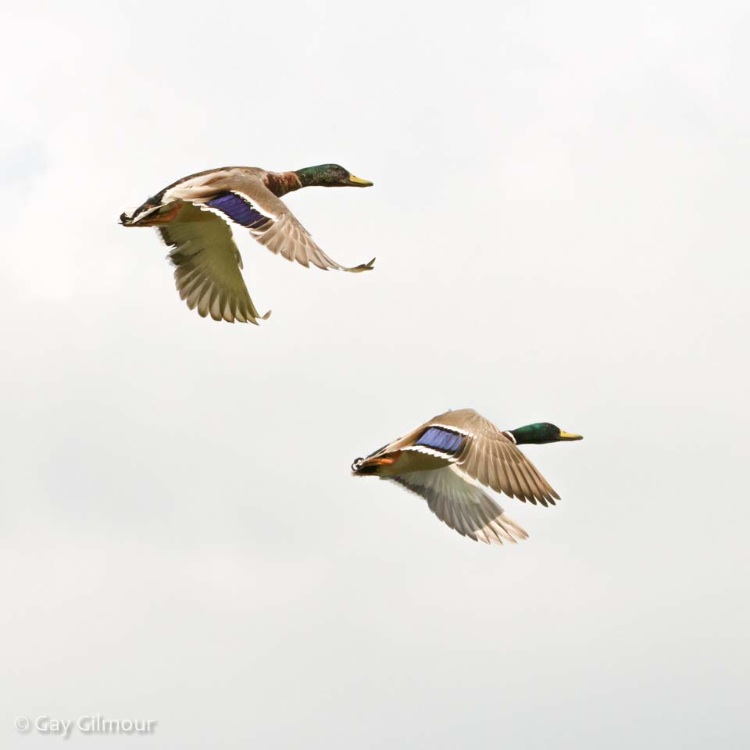 Ducks in Flight