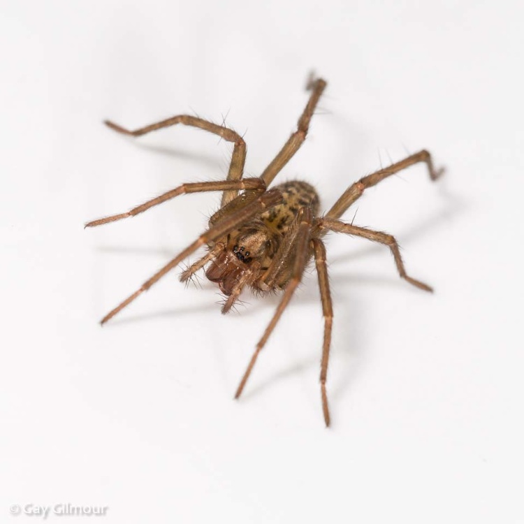 Spider