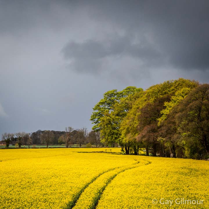 Storm Brewing