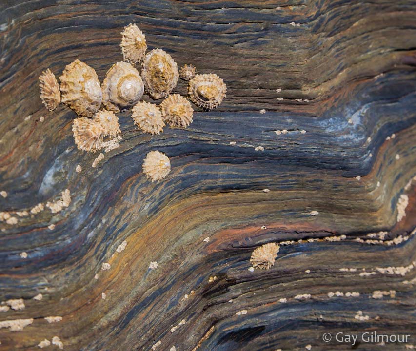 Seaside Abstract