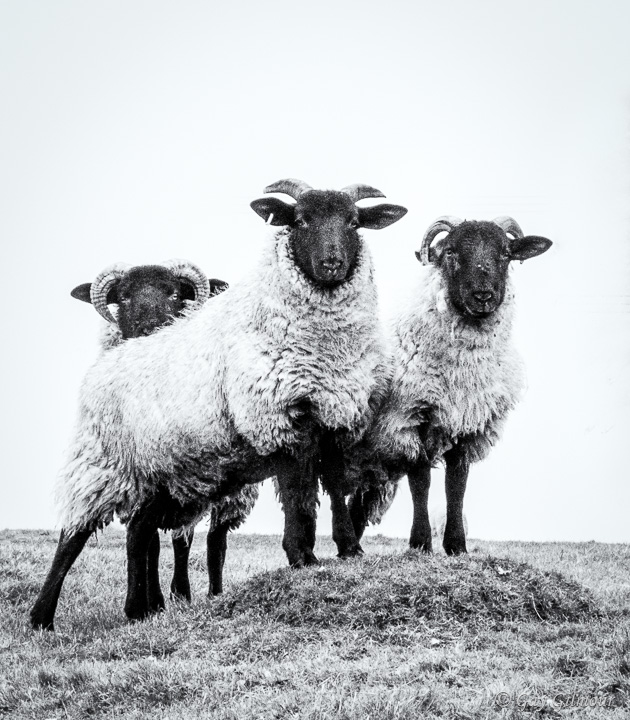 The Rams