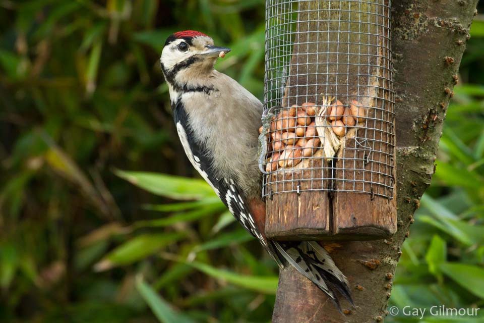 Woodpecker